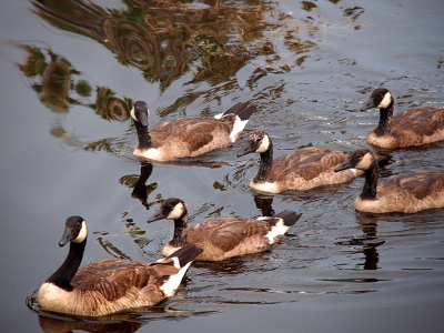[All six geese are swimming. One gosling appears to have white splotches on its forehead.]
